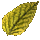 Petals of Erollisi